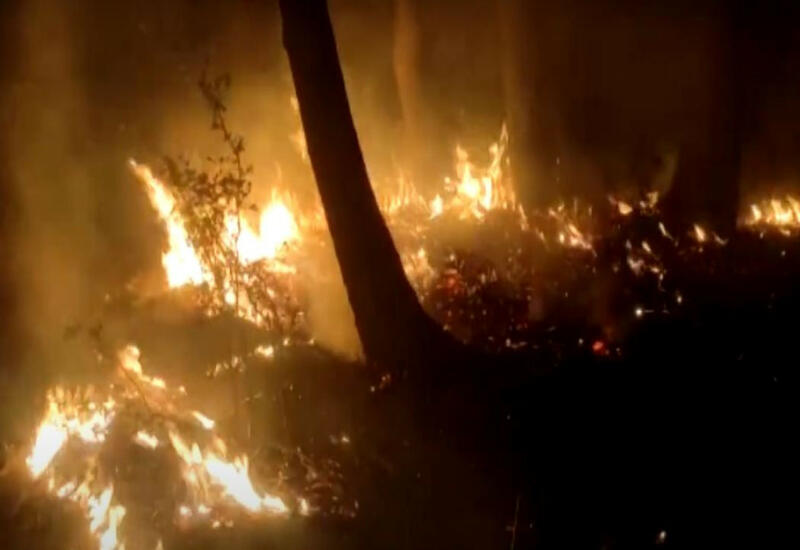 В Хачмазе начался пожар в лесном массиве