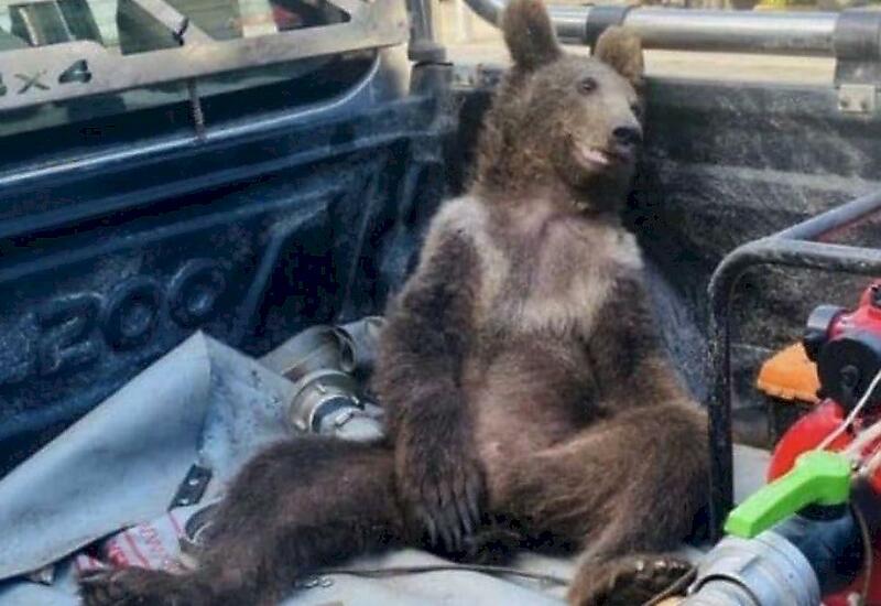 В Турции спасли переевшего галлюциногенный мед медведя