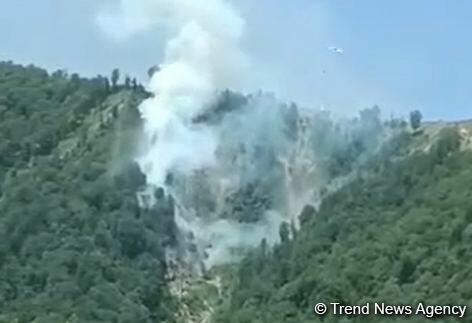 Пожар в охотничьем хозяйстве вблизи Билясувара потушен