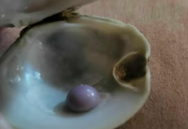 Американец нашел редкую пурпурную жемчужину в купленном моллюске