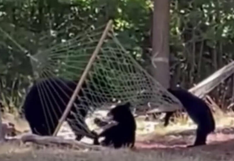 Медведи, отдыхающие в гамаке, рассмешили пользователей сети