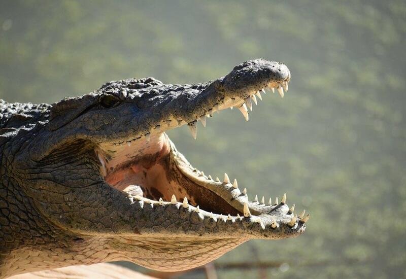 Огромный крокодил с трупом мужчины в пасти попал на видео