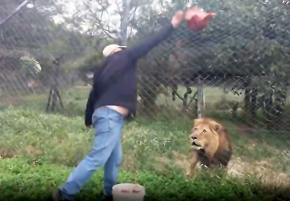 Раненого льва «не соблазнил» кусок мяса, брошенный туристом в Африке