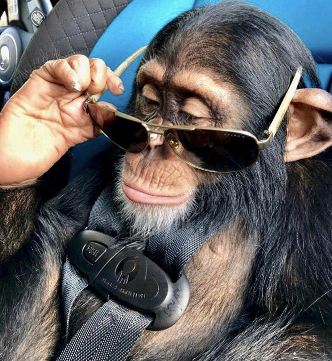 В Индии обезьяна украла очки у окружного судьи