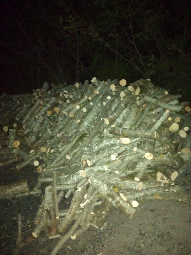 В Исмаиллы пресечено незаконное производство древесного уголя