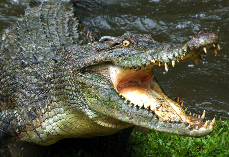 Крокодил откусил голову отцу-одиночке, который ушел на рыбалку, чтобы прокормить детей