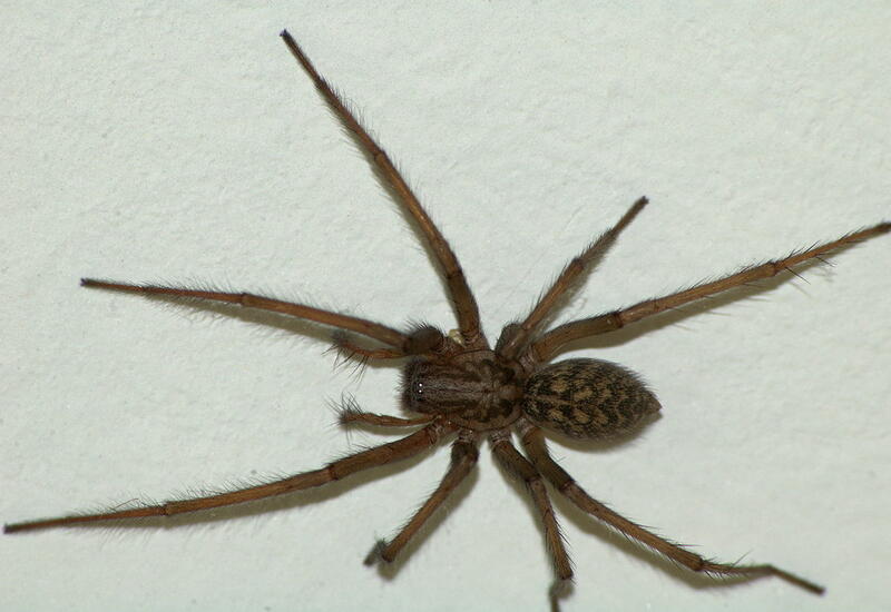Австралийка обнаружила в доме огромного паука