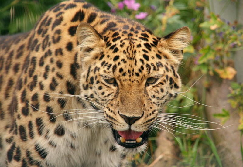 Первый леопард на полуострове Гамова попал на видео