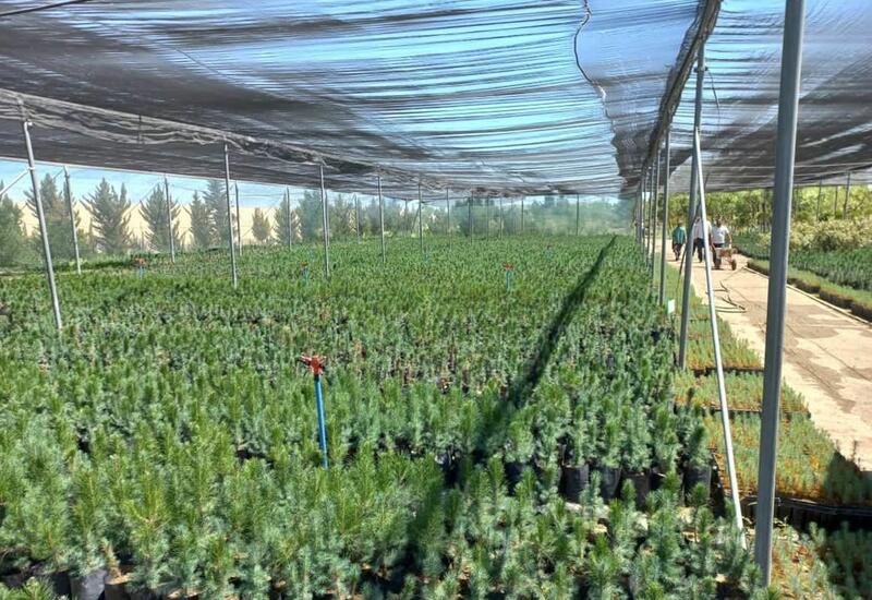 Создаются стимуляторы роста растений для быстрого восстановления лесов на освобожденных территориях Азербайджана