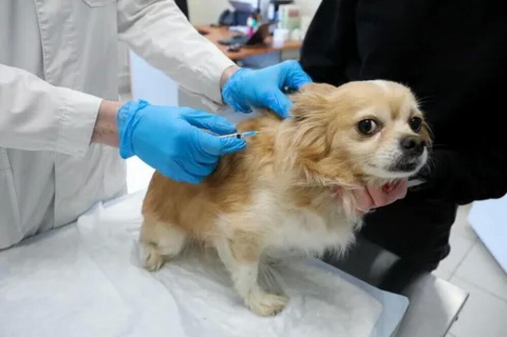 Испания вводит обязательную вакцинацию домашних животных от бешенства