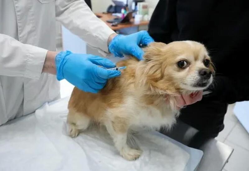 Испания вводит обязательную вакцинацию домашних животных от бешенства