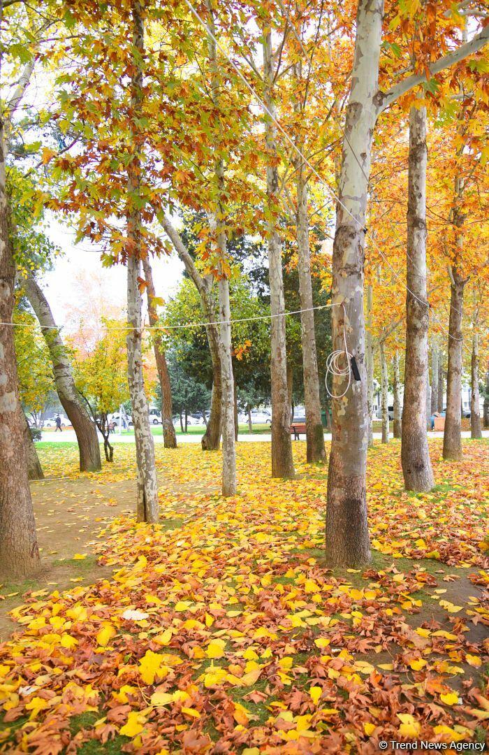 Бакинская осень