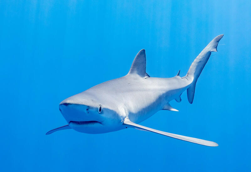 В США 10-летняя девочка избила напавшую на нее акулу