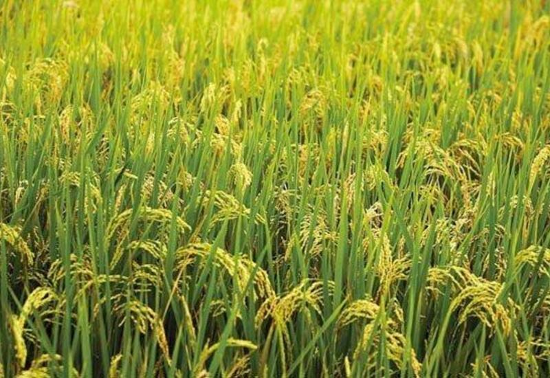 В Азербайджане назван объем урожая риса