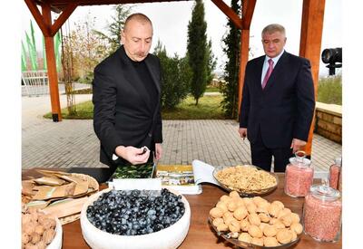 Президент Ильхам Алиев ознакомился с условиями, созданными в агропарке &quot;Шеки-Огуз&quot; - ФОТО - ВИДЕО