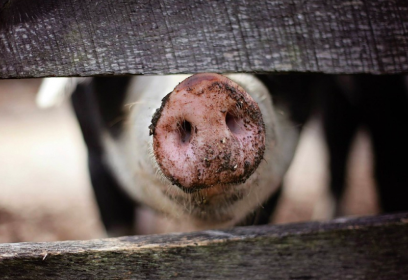 В Краснодарском крае выявили очаг африканской чумы свиней