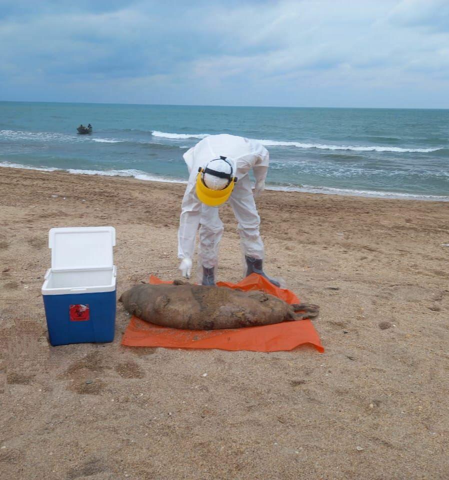 Взяты образцы туш тюленей, обнаруженные в азербайджанском секторе Каспия