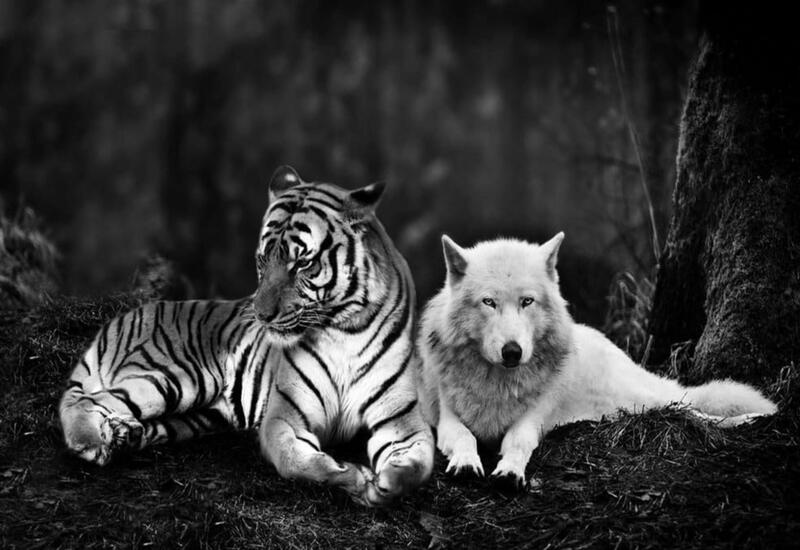 Тигр и крупный волк разгуливают в селе в России