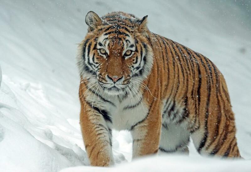Тигр держит в страхе жителей Приморского края
