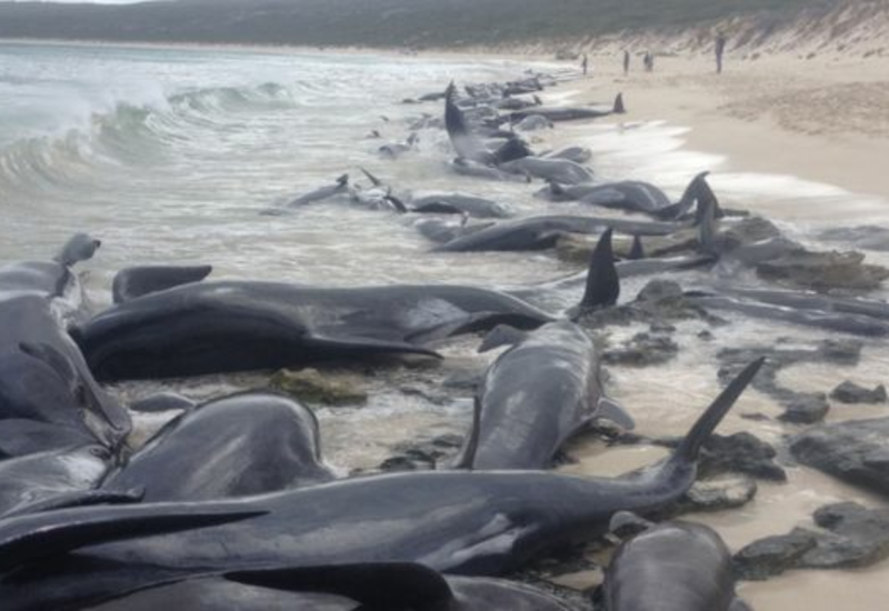 У выброшенных на берег дельфинов обнаружили деменцию
