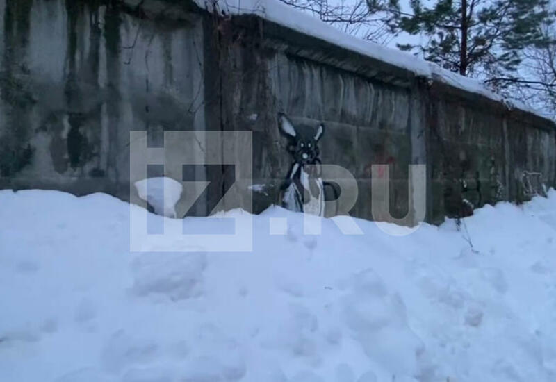Подростка из Подмосковья засыпало насмерть снегом во время выгула собаки