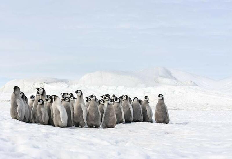 В США предрекли вымирание 97% животных в Антарктиде