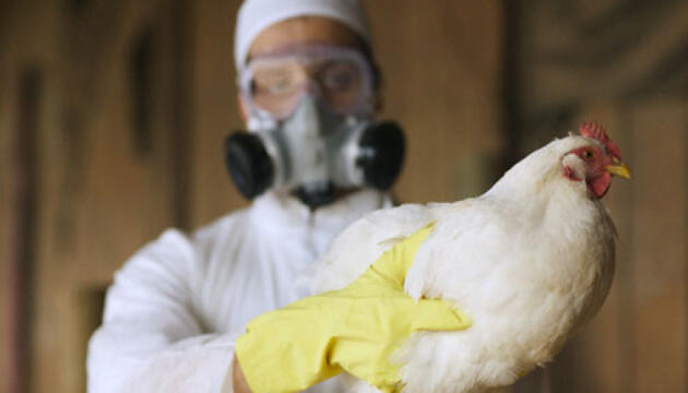 В Чехии забьют 750 тыс. заразившихся птичьим гриппом кур