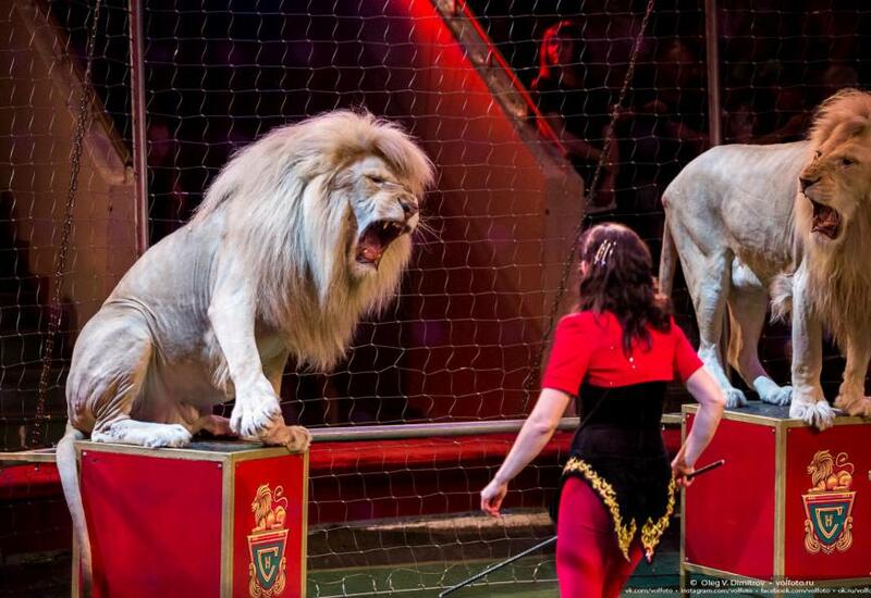 Лев искусал дрессировщика во время представления в цирке в Сочи