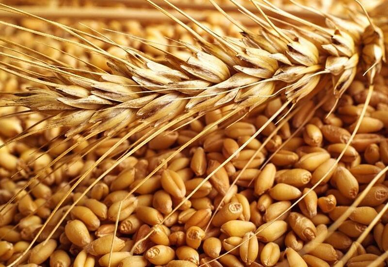 В Турции заявили о снижении цен на пшеницу до $320 за тонну из-за .