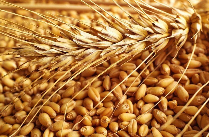 В Турции заявили о снижении цен на пшеницу до $320 за тонну из-за «зерновой сделки»