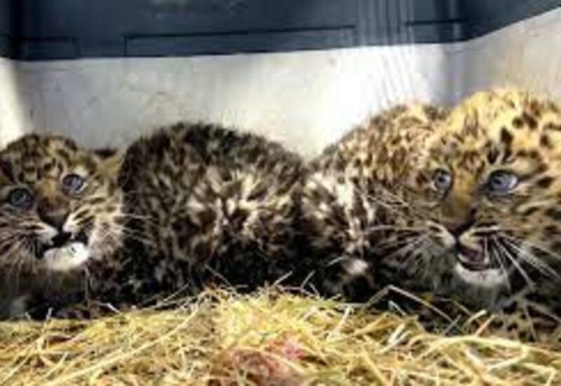 В Приморском крае спасли Котят леопарда