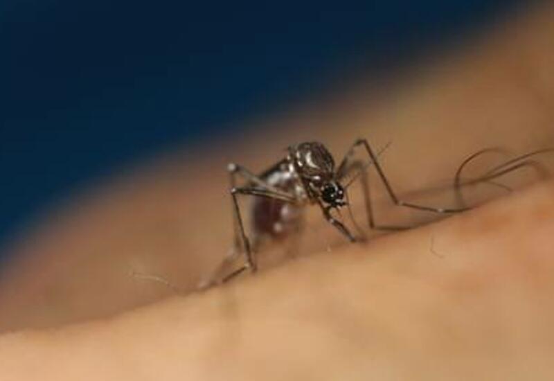 В Азии обнаружили "пугающе устойчивых" к инсектицидам комаров-мутантов