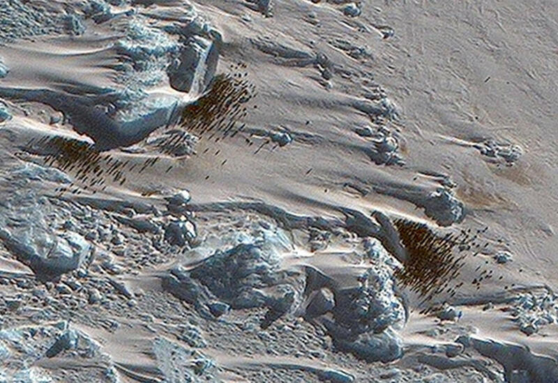 Обнаружена ранее неизвестная колония пингвинов на снимках из космоса
