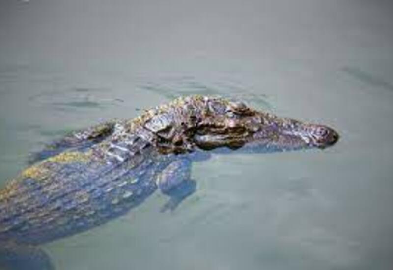 Крокодил принес родителям тело утонувшего ребенка