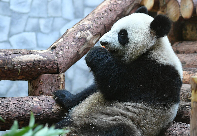 Финский зоопарк решил вернуть панд Китаю