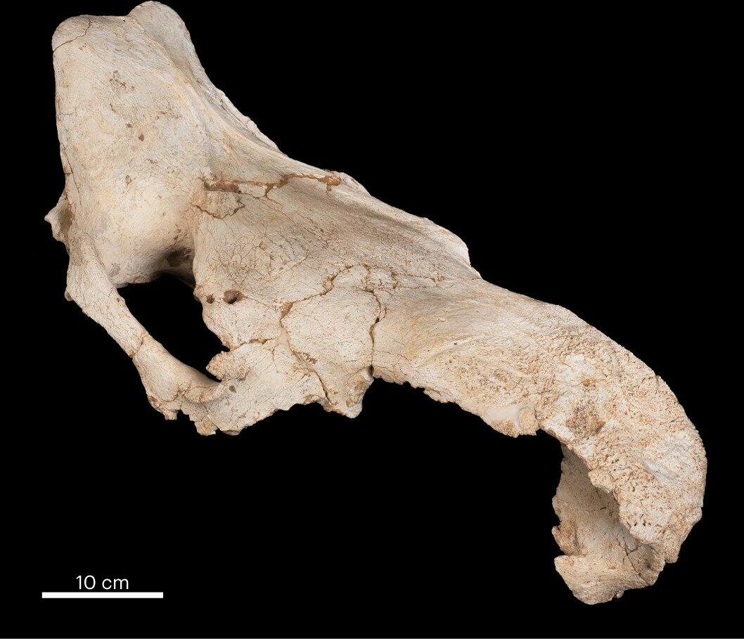 В пещере неандертальцев обнаружили коллекцию черепов
