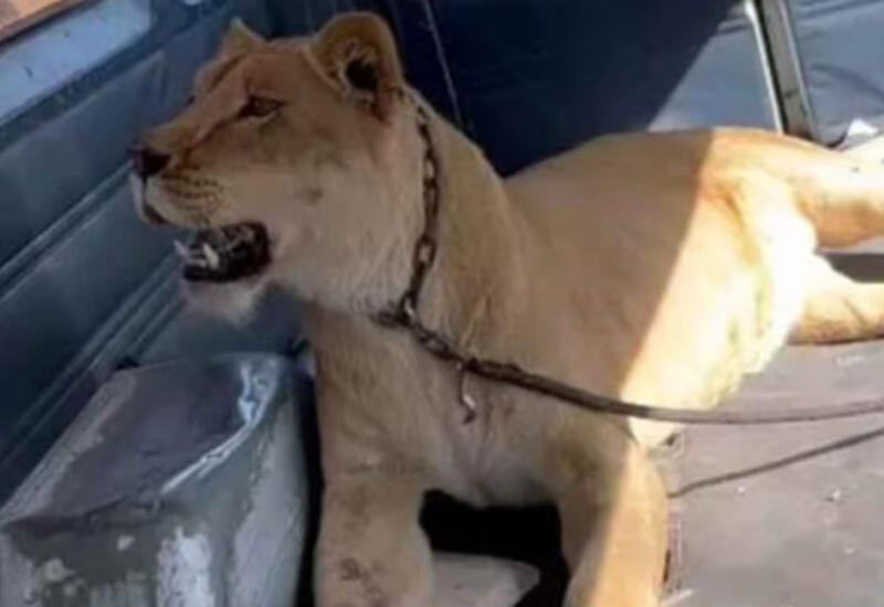 Сбежавшая от хозяина львица напала на женщину в Мексике