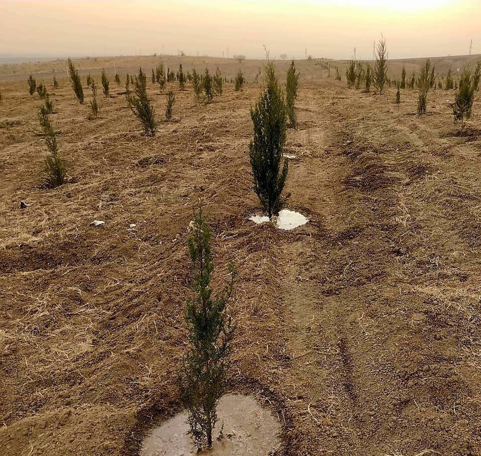 В Джебраиле посажено более 63 тысяч деревьев