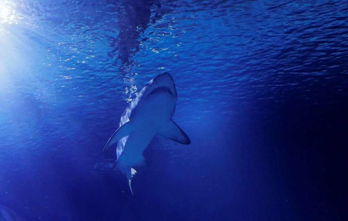 Акула нападения 2017. Нападение акулы в Австралии.
