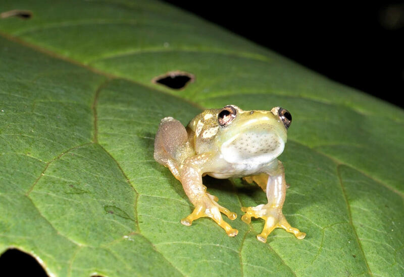 Биологи нашли в Африке беззвучных лягушек, которые общаются прикосновениями