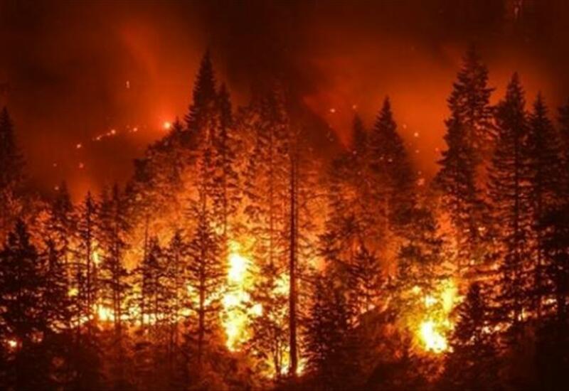 Лесные пожары добрались до жилых районов в Чили