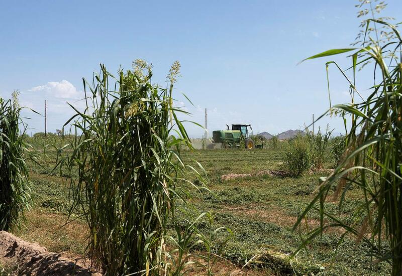 Обнаружено снижение урожайности риса