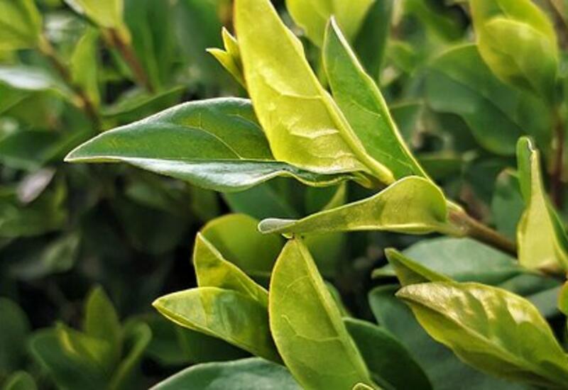 Подтверждена эффективность зеленого чая против коронавирусов