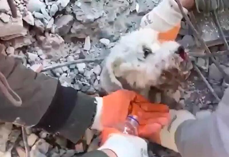 В Турции спасли собаку из-под завалов