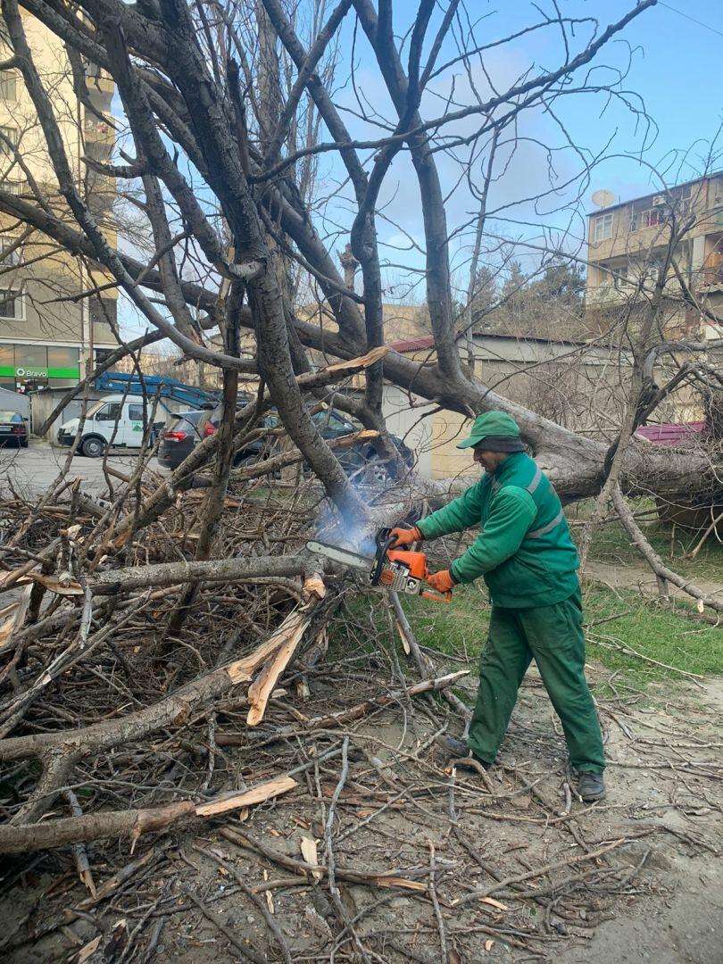 В Баку сильный ветер повалил деревья