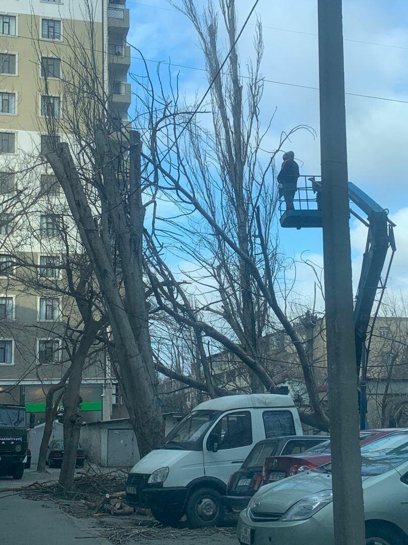 В Баку сильный ветер повалил деревья