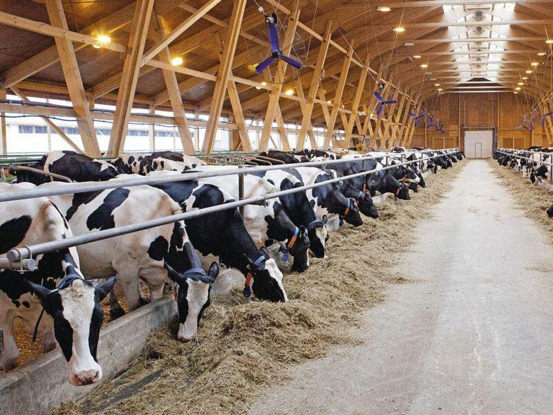 Российские предприятия будут экспортировать продукцию животноводства в Азербайджан