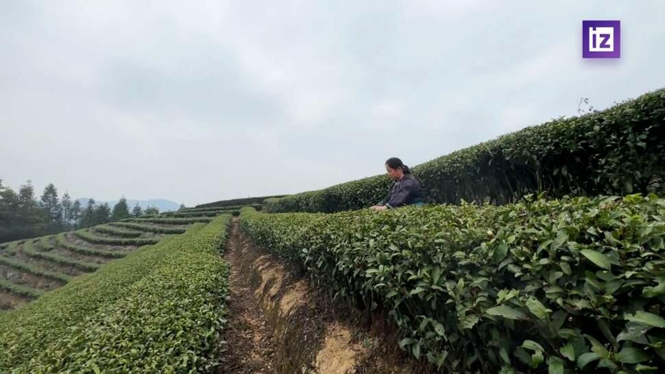 В Китае начался сезон сбора чая