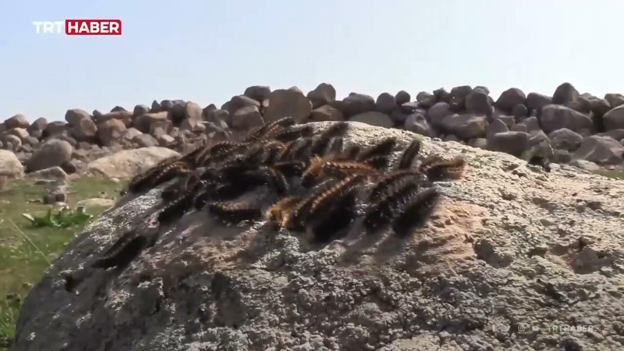 Нашествие гусениц в Турции