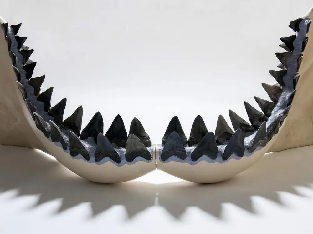 Рыбак нашел в океане зуб древней акулы размером с ладонь